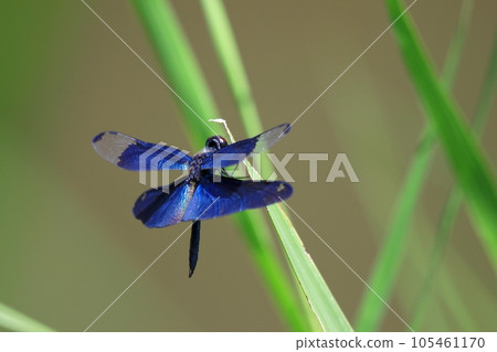 蝴蝶蜻蜓 蝴蝶蜻蜓 105461170