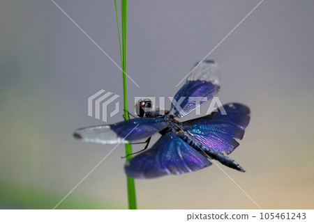 Butterfly dragonfly 105461243
