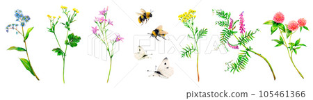 Realistic set of meadow wildflowers - field bell, forget-me-not, buttercup, mouse peas, clover and tansy hand-drawn. Watercolor floral natural illustration of delicate plants, bees and white butterfly Realistic set of meadow wildflowers - field bell, forget-me-not, buttercup, mouse peas, clover and tansy hand-drawn. Watercolor floral natural illustration of delicate plants, bees and white butterfly 105461366