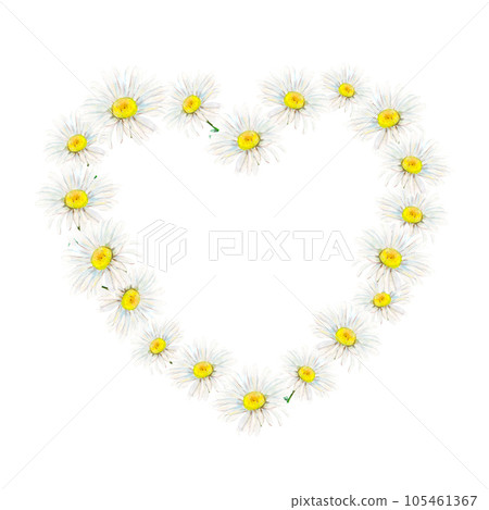 Camomile heart-shaped frame hand-drawn on white background. Tender watercolor floral illustration of delicate flower heads isolated. Meadow wildflower chamomile painted for photoframes, postcard, logo Camomile heart-shaped frame hand-drawn on white background. Tender watercolor floral illustration of delicate flower heads isolated. Meadow wildflower chamomile painted for photoframes, postcard, logo 105461367