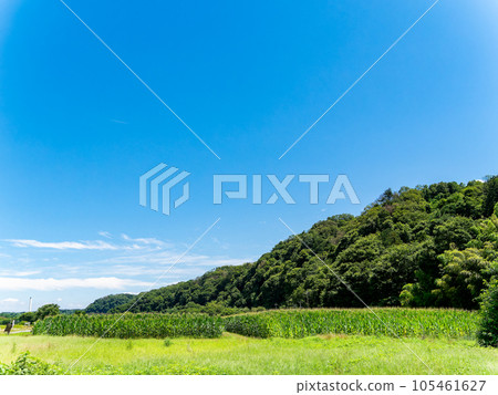 Summer vegetables that look delicious, corn growing in a field under the summer sky 105461627