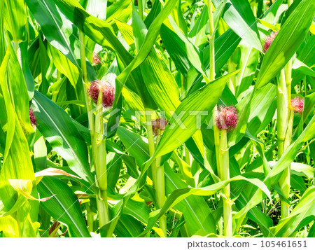 Summer vegetables that look delicious, corn growing in a field under the summer sky 105461651