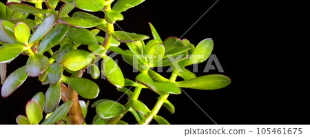Jade or money tree on black banner background 105461675