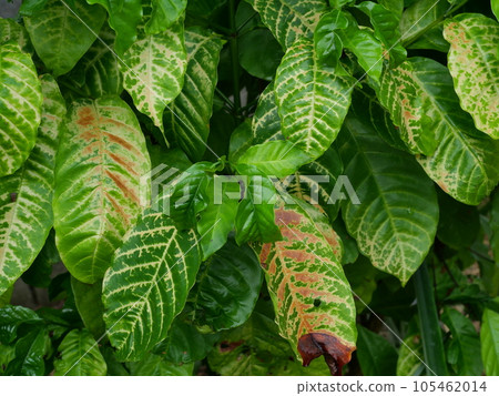 Brown spotted and yellow damage by anthracnose on the green leaf of Robusta coffee plant tree, Plant diseases that damage agriculture Brown spotted and yellow damage by anthracnose on the green leaf of Robusta coffee plant tree, Plant diseases that damage agriculture 105462014