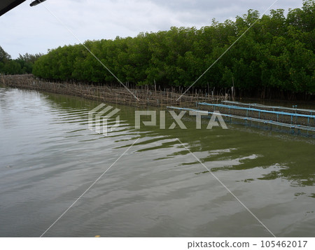 Oyster Shellfish farm in sea with mangrove forest in background, Farming Shellfish hang on rope on blue plastic railing panel in Thailand Oyster Shellfish farm in sea with mangrove forest in background, Farming Shellfish hang on rope on blue plastic railing panel in Thailand 105462017