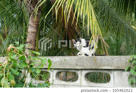 Tabby cat sitting in green leaf bush on wall, Black and brown and whitestripes on kitty Tabby cat sitting in green leaf bush on wall, Black and brown and whitestripes on kitty 105462022