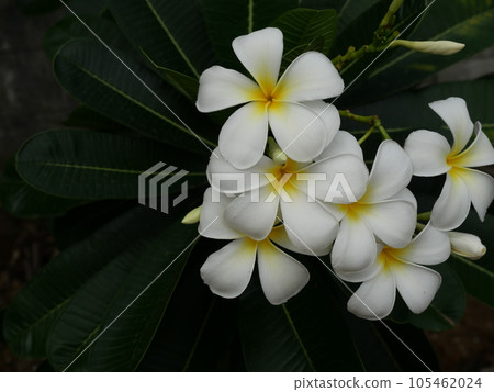 Group of Plumeria blossom on tree , White frangipani flower with leaf on green background, Freshness of plants Group of Plumeria blossom on tree , White frangipani flower with leaf on green background, Freshness of plants 105462024