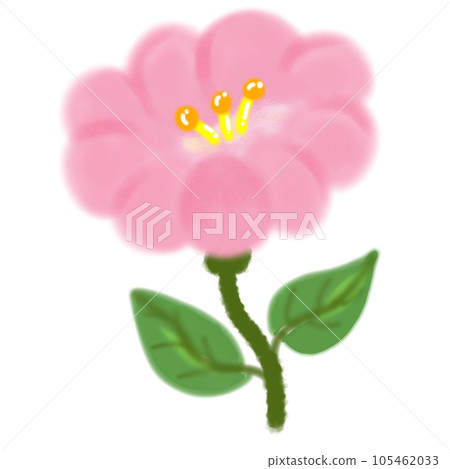 pink flower of pink hibiscus 105462033