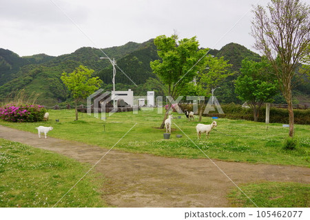 White goat on the shore of Ryumon Dam 105462077