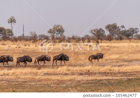 Wildebeest in the Okavango Delta 105462477