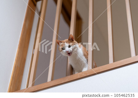 A cat with its face sticking out from the gap of the lattice Brown tiger white 105462535