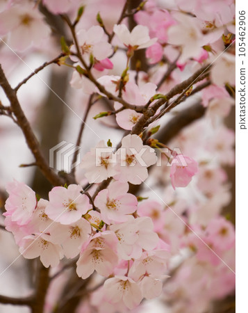 Single bloom cherry blossoms [vertical] 105462906