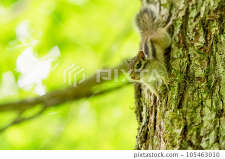 Ezo chipmunk taking a break on the way down from a tree in the green forest Ezo chipmunk taking a break on the way down from a tree in the green forest 105463010