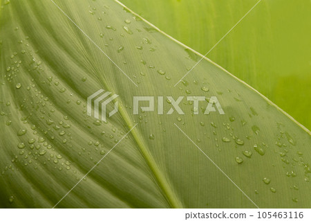 water droplets on green leaves after rain. ESG concept of environmental, social and governance. Banner, cover, mockup, pattern, wallpaper for your design copy space water droplets on green leaves after rain. ESG concept of environmental, social and governance. Banner, cover, mockup, pattern, wallpaper for your design copy space 105463116