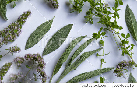 mint, sage, lemon balm and thyme layout. Creative background with fresh herbs on white background. Top view, flat lay. Healthy eating and alternative medicine concept. Abstract of leave texture, green 105463119