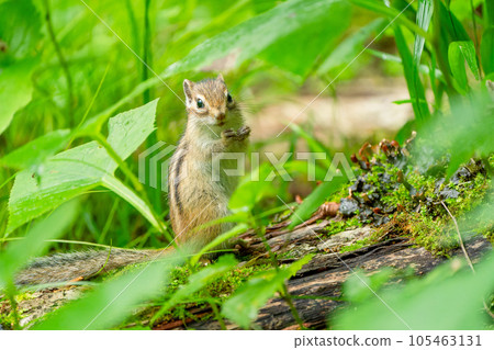 Ezo Chipmunk turns around while eating on a fallen tree in the grass 105463131