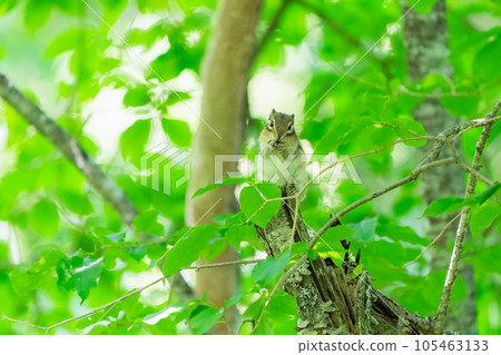 蝦夷花栗鼠在綠葉環繞的腐爛樹上笑著吃東西 蝦夷花栗鼠在綠葉環繞的腐爛樹上笑著吃東西 105463133