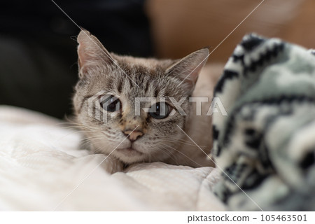 A cat staring at you A cat staring at you 105463501