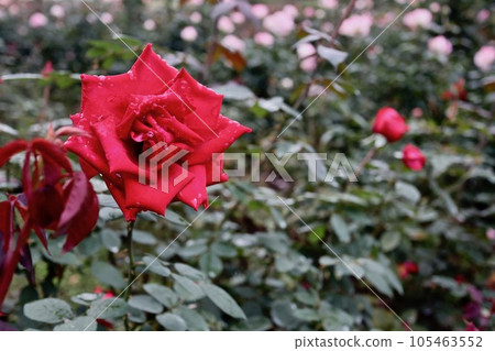 紅玫瑰花 105463552