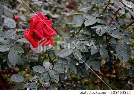 Red Rose Flower 105463553