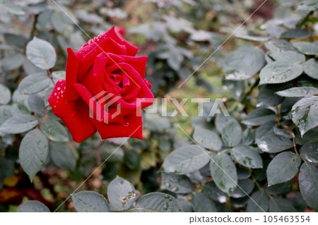 Red Rose Flower Red Rose Flower 105463554