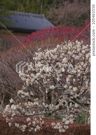 White plum White plum 105463556