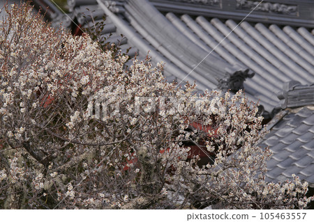 White plum 105463557