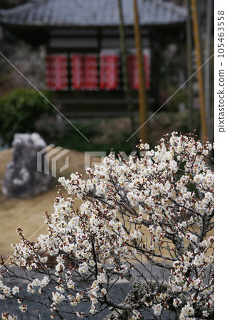 White plum 105463558