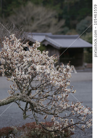 White plum 105463559