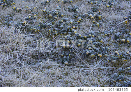 Adonis ramosa 105463565