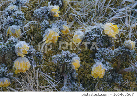 Adonis ramosa 105463567