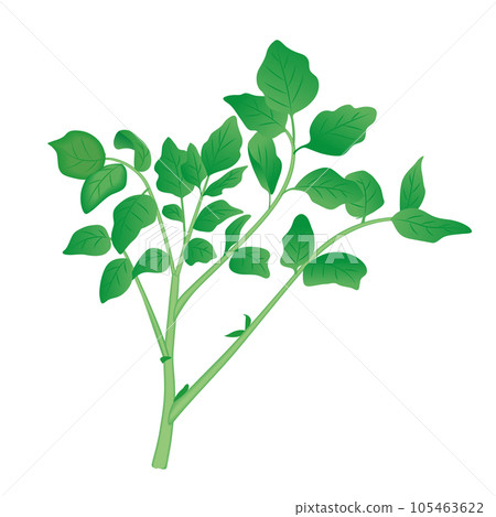 食品_蔬菜_豆瓣菜 食品_蔬菜_豆瓣菜 105463622