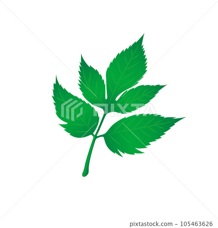 Food_Vegetables_Ashitaba 105463626