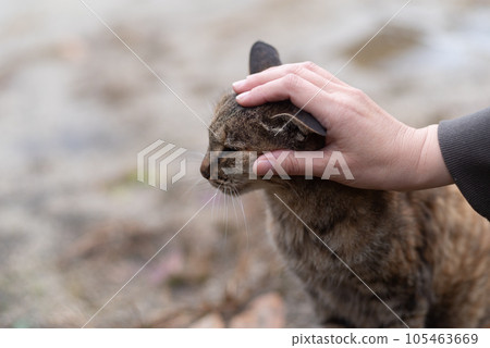 Stroking cat's head Stroking cat's head 105463669