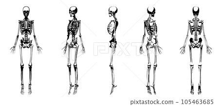 [Set] Black and white illustrations of human skeletal specimens from various angles, full body, front, 5 poses 105463685