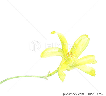 黃色 Yuusuge 花白背透明背景水彩畫 105463752
