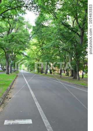北海道大學札幌校區大街垂直照片 105463883