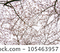 Looking up at single cherry blossoms 105463957