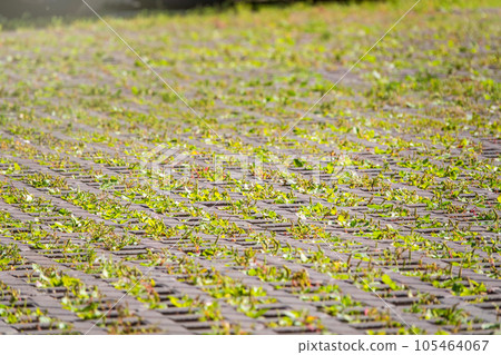 Green grass growing through the cobble stones, outdoor garden flooring background photo texture Green grass growing through the cobble stones, outdoor garden flooring background photo texture 105464067