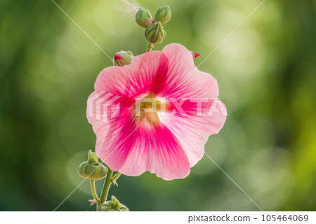 Pink flowers of Hibiscus moscheutos plant close-up. Hibiscus moscheutos, swamp hibiscus, 105464069