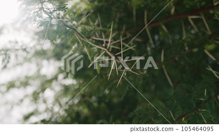 closeup photo of acacia spikes closeup photo of acacia spikes 105464095