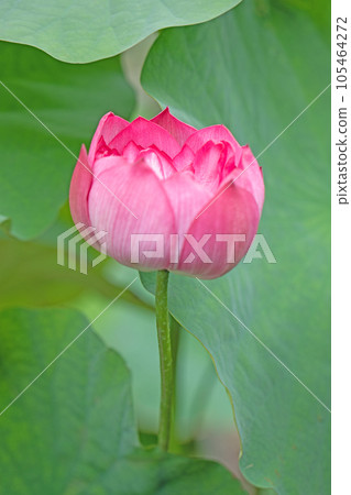 房子周圍的花,四季,大花,蓮沼的霞光,初夏的甦醒,蓮花 房子周圍的花,四季,大花,蓮沼的霞光,初夏的甦醒,蓮花 105464272