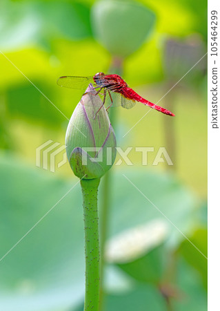 The flowers around the house, the various seasons, the large flower, the glow of Hasunuma, the awakening of early summer, the lotus flower 105464299