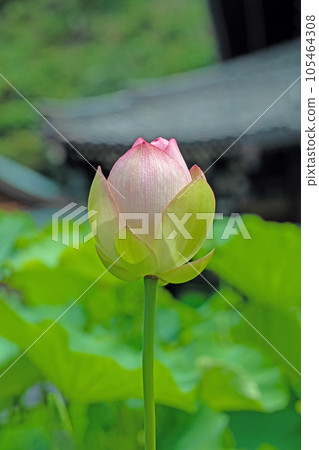 The flowers around the house, the various seasons, the large flower, the glow of Hasunuma, the awakening of early summer, the lotus flower 105464308