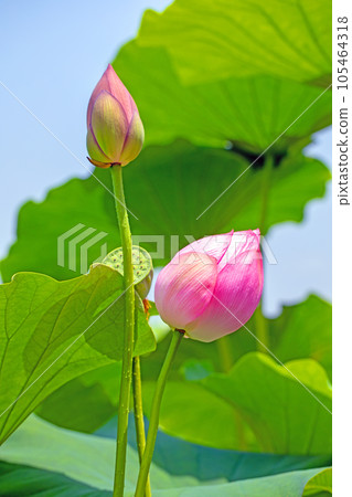 The flowers around the house, the various seasons, the large flower, the glow of Hasunuma, the awakening of early summer, the lotus flower 105464318