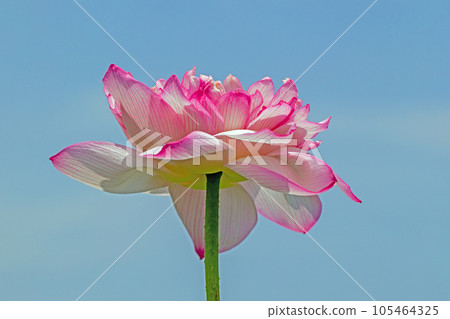 The flowers around the house, the various seasons, the large flower, the glow of Hasunuma, the awakening of early summer, the lotus flower 105464325