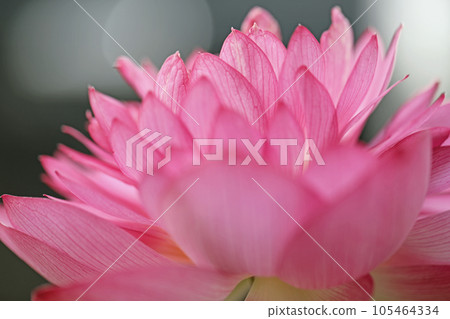 The flowers around the house, the various seasons, the large flower, the glow of Hasunuma, the awakening of early summer, the lotus flower 105464334