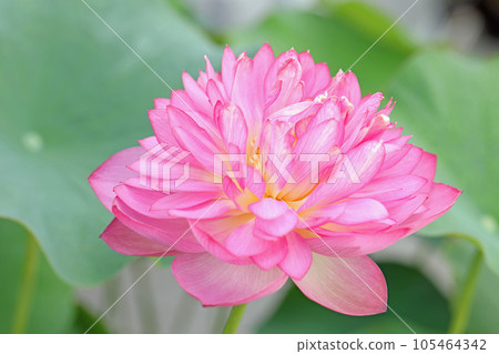 The flowers around the house, the various seasons, the large flower, the glow of Hasunuma, the awakening of early summer, the lotus flower 105464342