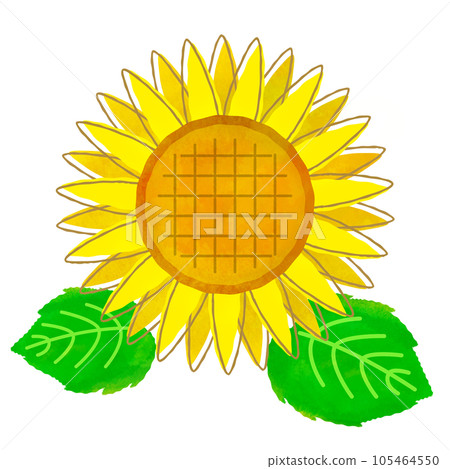 Illustration material sunflower watercolor illustration Illustration material sunflower watercolor illustration 105464550