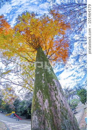 Scenery where you can feel the sunlight filtering through the trees when you look at it from a park bench 105464579